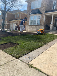 Sod Installation and Grass Cutting