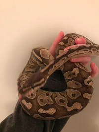 Butter ball python for sale $90 OBO