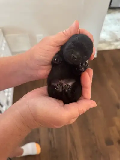 Pomeranian puppies, View more