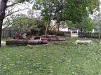 Fallen Tree CleanUp, Stump grinding / Removal, Chipping, Tilling