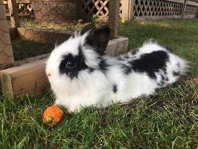 Adorable Rabbit Videos!, View more