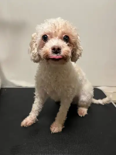 Born on October 18th, these beautiful 19 month Toy Poodles are intelligent, affectionate, and well-s...