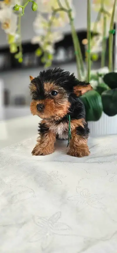 Yorkie puppies, View more