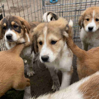 Great Pyrenees X Cattle X Bernese Mountain Dog Puppies
