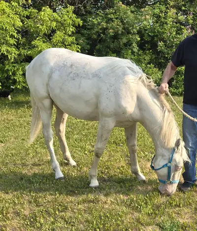 4 Horses for Sale, View more
