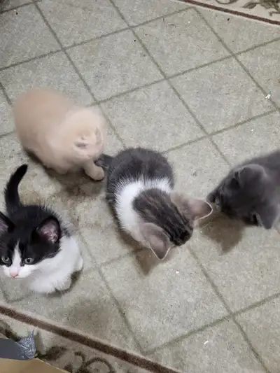 Kittens for sale, View more