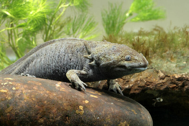 BEAUTIFUL AXOLOTLS ON SPECIAL $75 in Reptiles & Amphibians for Rehoming in North Bay - Image 4