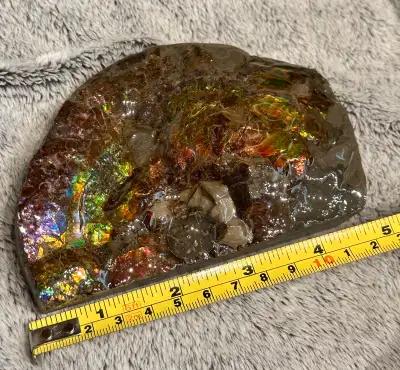 Ammolite display , View more