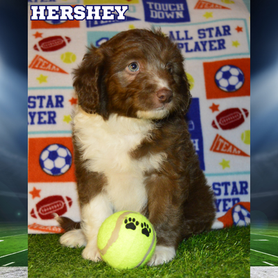 (15-28lbs) F1b Tiny Aussiedoodle Puppies!, View more