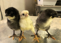 Silverudd Isbar chicks - light green egg layers