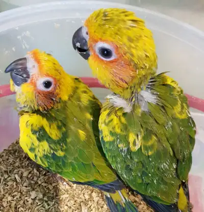 Hand-fed Baby Sun Conure Parrots, View more