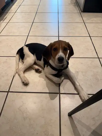 Sweet Beagle Puppy – 13 Weeks Old, Vaccinated, View more