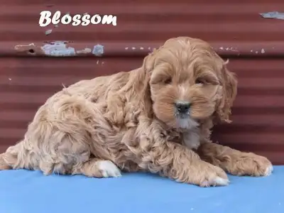 Cockapoo puppies.  , View more