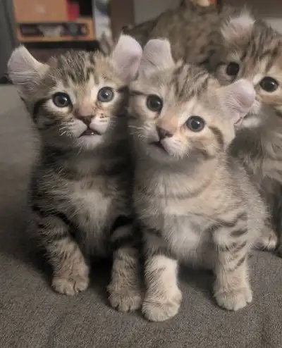 Chatons Highland Lynx, View more