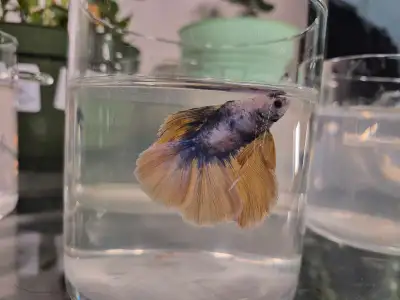 Betta fish , View more