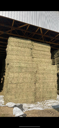 Large square timothy hay
