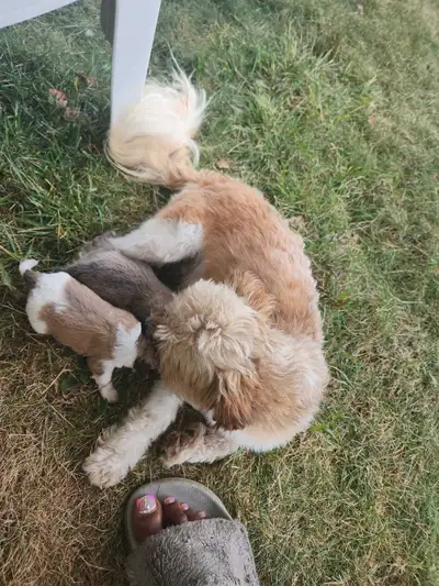 Tiny pocket shihtzu mom and pomeranian pocket puppies, View more