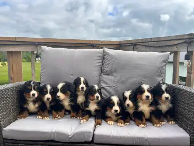 Bernese Mountain Puppies, View more