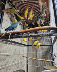 Conure Pairs for Sale (Suncheek,Greencheek,Yellow-Sided, & more)