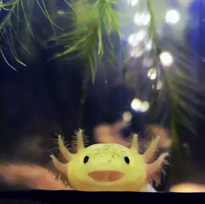 1. Albino 2. Leucistic 3. Leucistic GFP 4. Albino GFP Local Canadian breeder Size - 7 inches Starter...