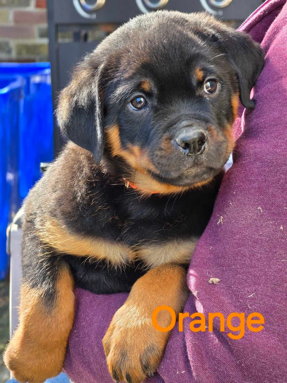 Rottweiler Puppies | Dogs & Puppies for Rehoming | Ottawa | Free local ...