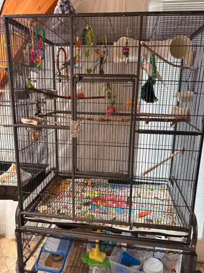 FREE: 6 Beautiful Budgies with Large Cage&Toys to a Good Family, View more