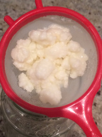 Milk kefir grains with small white NEW plastic sieve