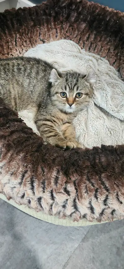 Chatons lynx x scottish, View more