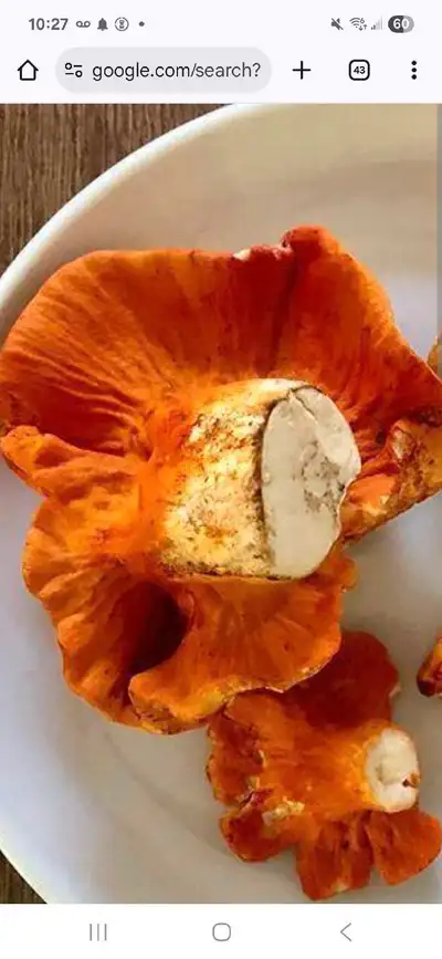 lobster mushrooms , View more