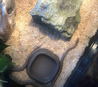 Baby Anery Tessara corn snake with large tank
