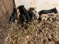 Potbelly piglets