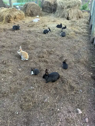 Pick any small rabbits for 20
