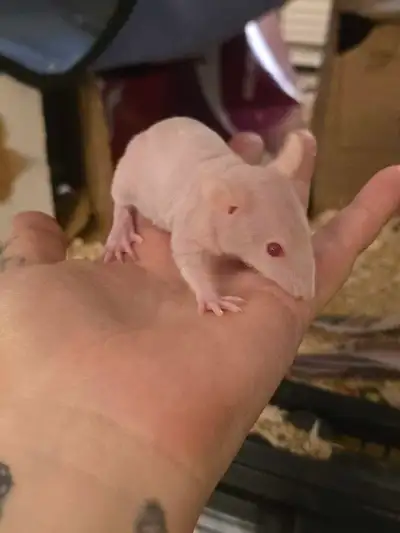 Bluedragon rattery has female rattos, View more
