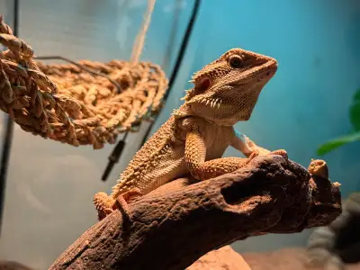 Bearded Dragon - 1yr male COMES WITH EVERYTHING, View more
