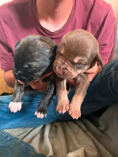 Puppies for sale!! Mixed breed, View more