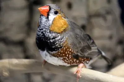 MANDARIN FEMELLE DISPONIBLE, View more