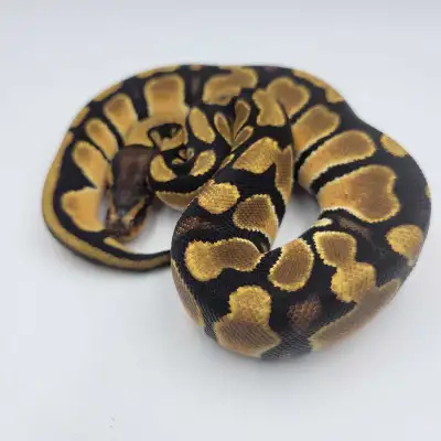 orange dream het clown ph hypo , View more