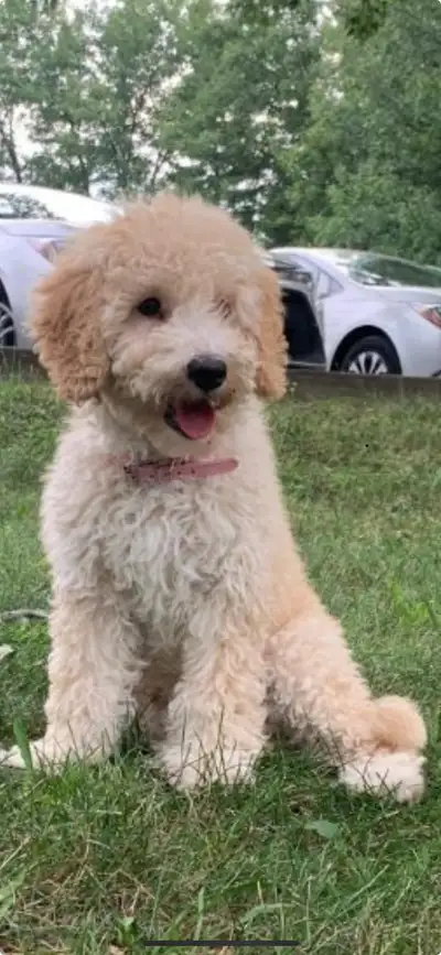 Chiot Goldendoodle, View more