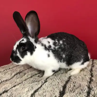 Lapin géant des flandres croisé californien Femelles de 6 mois ou bébés de2- 3-4-mois Couleurs varié...