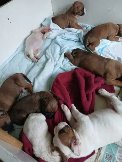 Beautiful  boxer pups, View more