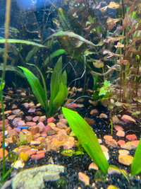 Aquatic freshwater plants: Amazon Swords available: 2 for $5