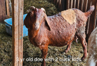 Boer crossed goats and kids for sale
