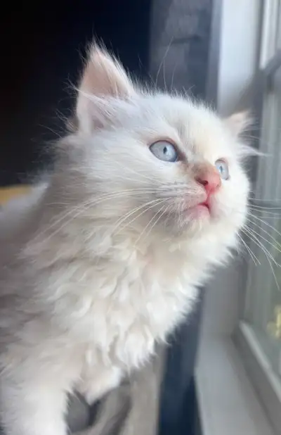 SOLD  last Ragdoll boy, View more