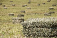 Looking for square hay bales near Borden-Carleton. 