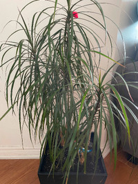 Indoor plant big
