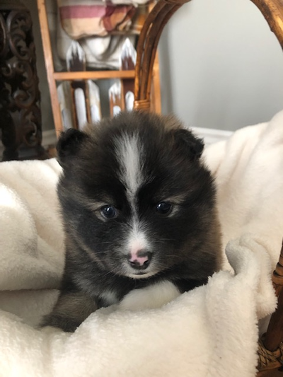 Adorable Pomsky puppies for sale, View more