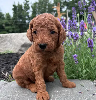 F1BB Red Labradoodle Pups, View more