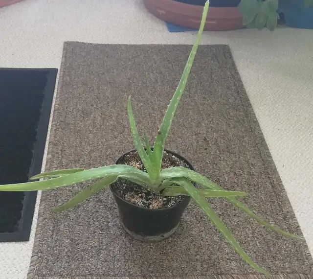 ONE MEDIUM PURE ORGANIC ALOE  VERA PLANT FOR SALE .