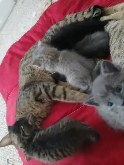 Beautiful kittens for cheap, View more