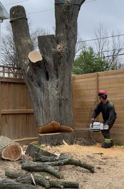 PROFESSIONAL TREE REMOVAL SERVICE 289-222-8733